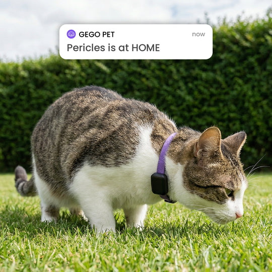 GEGO PET GPS TRACKER + Free Collar