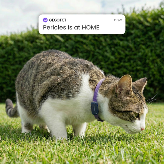 GPS Tracker for Dogs & Cats