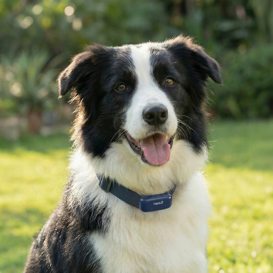 GPS Tracker for Dogs & Cats